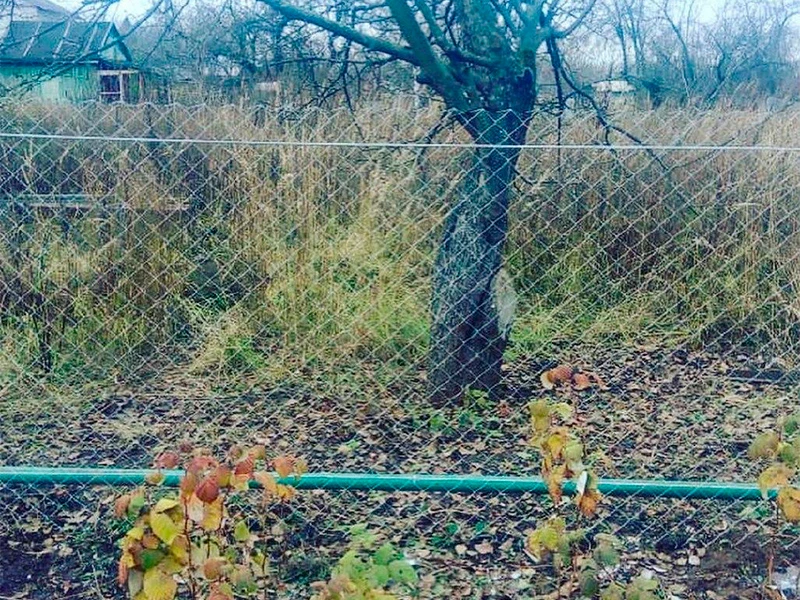 ����� �� ������ �� ������� � ���������� ��� ����